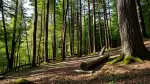 Zirbenholz im Wohnraum