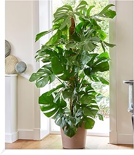 BALDUR Garten Monstera – Fensterblatt ca. 60-70 cm hoch, 1 Pflanze, Luftreinigende Zimmerpflanze …
