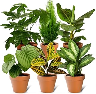 6er-Set-Pflanzenüberraschung | +/- 40-70cm | ø 12-15cm Topf | Pflanzen für Wohnung und Büro, …