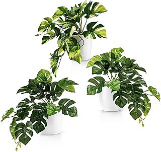 PASCH® 3er Set Monstera künstlich (20cm) in weißen Keramiktöpfen: künstliche Pflanzen wie ec…