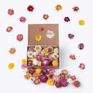 Getrocknete Blumen als Frühlingsdeko und zum Kranz Basteln – Strohblumen Trockenblumen in Bunt M…