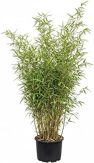 Bambus China Rohrgras Fargesia murielae Jumbo 80 cm hoch im 5 Liter Pflanzcontainer