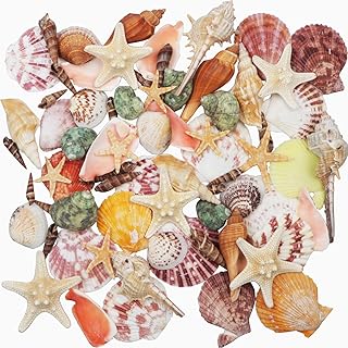 Muscheln Gemischt 9 Arten Ozean Muscheln und 2 Arten Seesterne 3-9 cm Perfekt für Vase Füllstof…