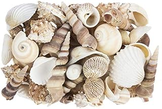 Ideen mit Herz Potpourri | Muscheln | 450 g | Natur | Verschiedene Muschelarten