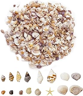 Tmefoy 1000 Stück Mini Muscheln und 20 Kleine Seesterne, 20+ Arten Kleine Muscheln zum Basteln, …