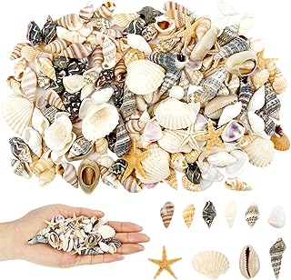200 Stück Muscheln, Muscheln zum Basteln, Natürliche Muscheln Deko, Muscheln Gemischt Ungebohrt…