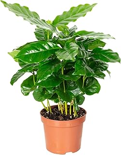 Kaffeepflanze – pflegeleichte Zimmerpflanze, Coffea Arabica – Höhe ca. 15-20 cm, Topf-Ø 9 cm