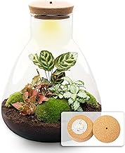urbanjngl.com – Sam Calathea – Flaschengarten mit Licht – DIY Terrarium mit Pflanzen im Glas – Ø…