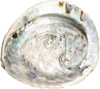 NaDeco Abalone Muschel 14-17 cm – Räucherschale & Seifenschale aus Haliotis midae | Schillernd…