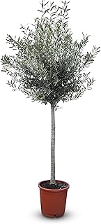 Mediterranea Olivenbaum Olea Europaea 160 cm Frosthart bis -18°C mit Mediterranem Flair für Gar…