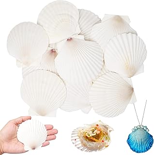 Weiße Jakobsmuscheln 12 Stück,Natürliche Muscheln Groß,Muschelschalen Fächermuschel 8-9cm Mu…