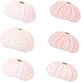 ibasenice Seeigel Blumentopf 6 Stück aus Seeigelschale Luftdurchlässiger Pflanzenhalter für Lu…