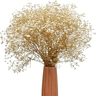 TooGet Weiß natürliche getrocknete Blumen Babys Atem Bouquet Gypsophila Zweige für Home Decor,…