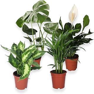 “Luftreiniger” Pflanzenset | 4er-Set | Monstera, Spathiphyllum, Dieffenbachia, Areca-Palme | …