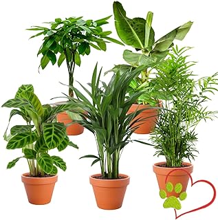 “Tierfreund” Pflanzenset | 5er-Set | Pachira, Bergpalme, Musa, Calathea, Areca | ca. 30-60 cm…