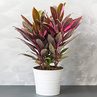 1 x Cordyline Tango (Keulenlilie) – Vielfarbige Luftreinigende Zimmerpflanzen – Topf Pflanze – Pf…