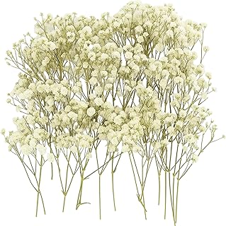 100 Stück Schleierkraut Getrocknet Weiß, Trockenblumen Schleierkraut Weiß, Hochzeitsdeko Und G…