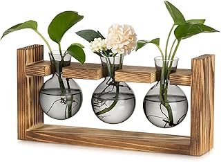 Glasseam Pflanzen Propagation Station für Wohnzimmer: Kleine Vase Glas Mini Terrarium mit Holz R…