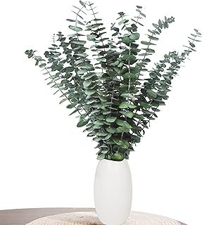 Eukalyptus Deko – 22 Stück Getrockneter Eukalyptus, Eukalyptus Getrocknet für Deko, Hochzeiten,…