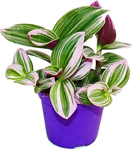 Exotenherz – Dreimasterblume – Tradescantia „Nanouk“ – pflegeleichte hängende Zimmerpflanze – 9c…