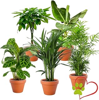 5er-Pflanzen-Set “Tierfreund”, +/- 30-60cm, ø 12-15cm Topf, Bergpalme, Glückskastanie, Bana…