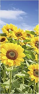 Motiv Banner Sonnenblumen 75 x 180 cm schwer entflammbar Landschaft Bilder Wandbild Herbstbild He…