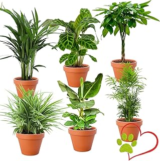 6er-Pflanzen-Set “Tierfreund”, +/- 30-60cm, ø 12-15cm Topf, Bergpalme, Glückskastanie, Bana…